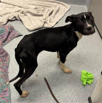 AGNETHA -  Pit Bull Terrier and Mixed Breed Dog for Adoption in Indianapolis, Indiana - AGNETHA | PetCurious