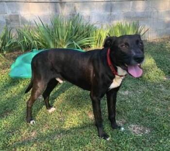 Rescue Mixed Breed Dogs for Adoption in Fairfield, New Jersey - Petrey | PetCurious