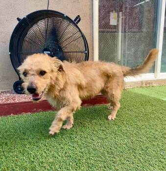 Crescent -  Airedale Terrier Dog for Adoption in Phoenix, Arizona - Crescent | PetCurious