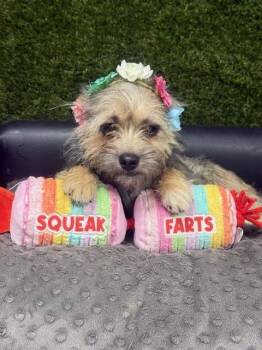 Yorkshire Terrier and Terrier Dogs Available for Adoption - Greta | PetCurious