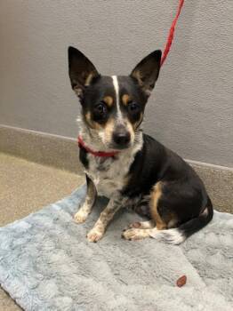 Chihuahua and Mixed Breed Dogs Available for Adoption - BELLA PETUNIA | PetCurious