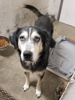 JOSEPHINA -  Labrador Retriever and Husky Dog for Adoption in Seymour, Indiana - JOSEPHINA | PetCurious