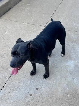 Little -  Pit Bull Terrier Dog for Adoption in Little Rock, Arkansas - Little | PetCurious