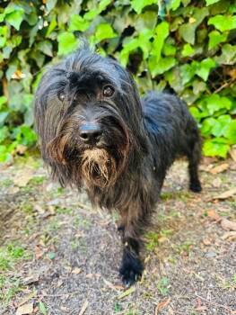 Maltese and Mixed Breed Dogs Available for Adoption in Los Angeles, California - Willie | PetCurious