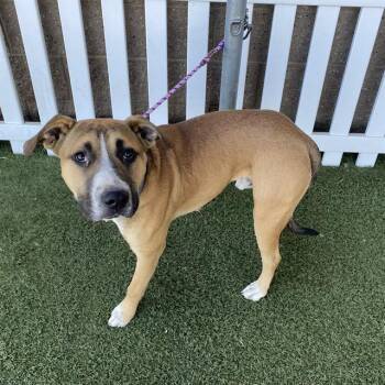 A614510 -  Pit Bull Terrier and Mixed Breed Dog for Adoption in Modesto, California - A614510 | PetCurious