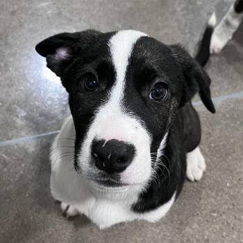 Pit Bull Terrier Dogs Available for Adoption - Steve Wilkos | PetCurious