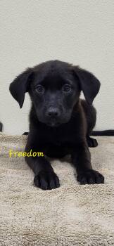 Freedom -  Black Labrador Retriever Dog for Adoption in Marion, Mississippi - Freedom | PetCurious
