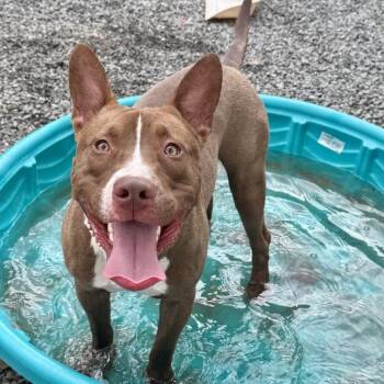Lopie -  American Staffordshire Terrier and Mixed Breed Dog for Adoption in Houston, Texas - Lopie | PetCurious