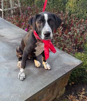 Christian -  English Pointer Dog for Adoption in Hatfield, Pennsylvania - Christian | PetCurious