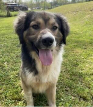 Rescue Collie and Labrador Retriever Dogs for Adoption in York, South Carolina - Riley | PetCurious