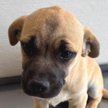 107577 -  Mixed Breed Dog for Adoption in Las Cruces, New Mexico - 107577 | PetCurious