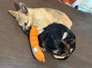 Shepherd and Terrier Dogs Available for Adoption in Bloomfield, Connecticut - Flora | PetCurious