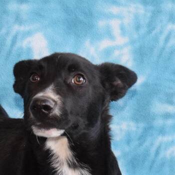 Border Collie Dogs Available for Adoption - Rocky | PetCurious