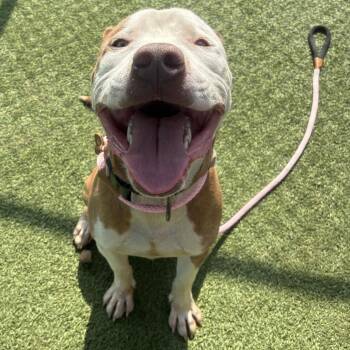 Moses -  Pit Bull Terrier Dog for Adoption in Chattanooga, Tennessee - Moses | PetCurious