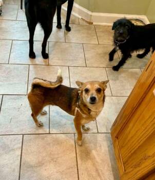 Chihuahua Dogs Available for Adoption - Grapefruit  | PetCurious