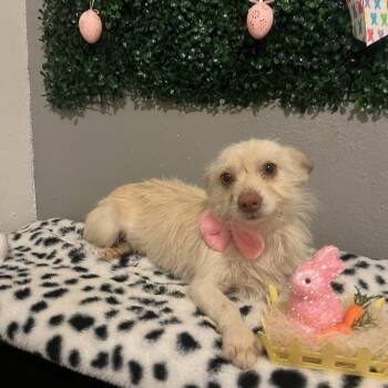 Chihuahua Dogs Available for Adoption - Shelby | PetCurious