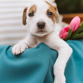 Pointer and Labrador Retriever Dogs Available for Adoption in Oak Ridge North, Texas - Dallas | PetCurious