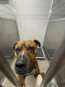 Mixed Breed Dogs Available for Adoption in West Chester, Pennsylvania - Jimmy FKA Clark | PetCurious
