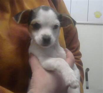 DOBBY -  Chihuahua and Mixed Breed Dog for Adoption in Albuquerque, New Mexico - DOBBY | PetCurious