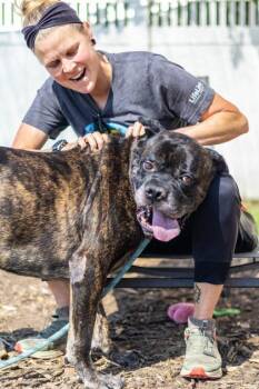 Achilles -  Mixed Breed Dog for Adoption in Chamblee, Georgia - Achilles | PetCurious