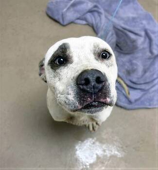 Mixed Breed Dogs Available for Adoption - Smooch | PetCurious