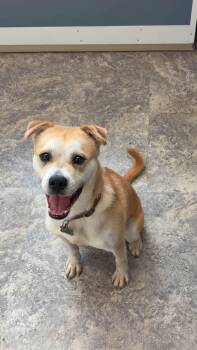 Teddy Bear -  Australian Cattle Dog Blue Heeler Dog for Adoption in Hiawatha, Kansas - Teddy Bear | PetCurious