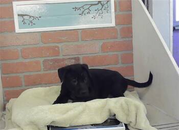 ZAZU -  Staffordshire Bull Terrier and Mixed Breed Dog for Adoption in Houston, Texas - ZAZU | PetCurious