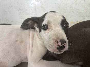 Jetson - URGENT -  Pit Bull Terrier Dog for Adoption in Thousand Oaks, California - Jetson - URGENT | PetCurious