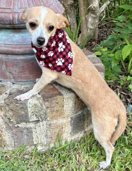 Cute CANDY - Adorable Little Chi -  Chihuahua Dog for Adoption - Cute CANDY - Adorable Little Chi | PetCurious