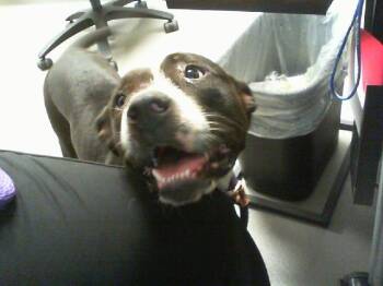 A1268787 -  Pit Bull Terrier and Mixed Breed Dog for Adoption in Charlotte, North Carolina - A1268787 | PetCurious