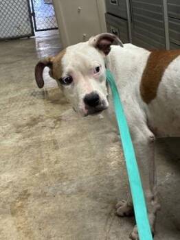 Pancake -  Pit Bull Terrier and Mixed Breed Dog for Adoption in Gainesville, Florida - Pancake | PetCurious