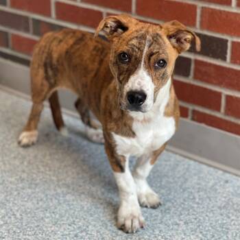 Rescue Mixed Breed Dogs for Adoption in Edmond, Oklahoma - SUZY SUE | PetCurious
