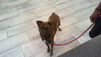 Plott Hound and Mixed Breed Dogs Available for Adoption in Charlotte, North Carolina - DIAMOND | PetCurious