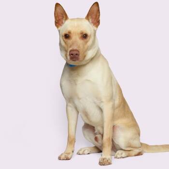 Mixed Breed Dogs Available for Adoption - Demia | PetCurious