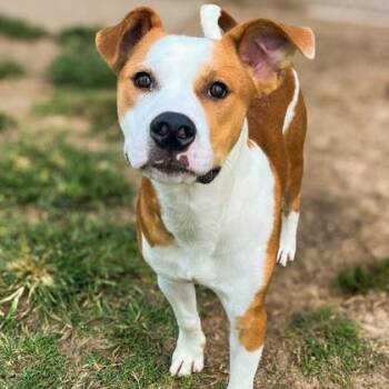 Skai -  Hound and Mixed Breed Dog for Adoption in Winfield, Kansas - Skai | PetCurious