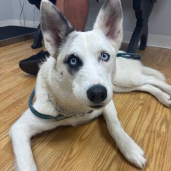 Rescue Husky and Mixed Breed Dogs for Adoption in Buellton, California - Mystery | PetCurious