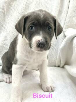 Jack Russell Terrier and Great Dane Dogs Available for Adoption in Madisonville, Louisiana - BISCUIT | PetCurious