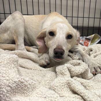 Sirius -  Labrador Retriever and Mixed Breed Dog for Adoption in West Point, Mississippi - Sirius | PetCurious