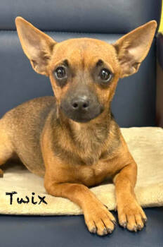 Rescue Chihuahua Dogs for Adoption in Cranston, Rhode Island - Twix In TX | PetCurious