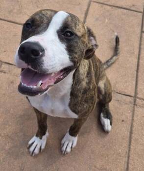 Pixel -  Terrier and Mixed Breed Dog for Adoption in Shreveport, Louisiana - Pixel | PetCurious