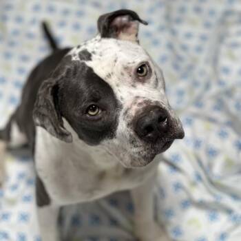 Chip -  Mixed Breed Dog for Adoption in Newark, New Jersey - Chip | PetCurious