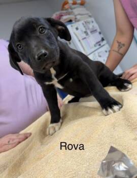 Mixed Breed Dogs Available for Adoption in West Chester, Pennsylvania - Rova | PetCurious
