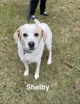 Rescue Retriever Dogs for Adoption in Alexander City, Alabama - Shelby | PetCurious