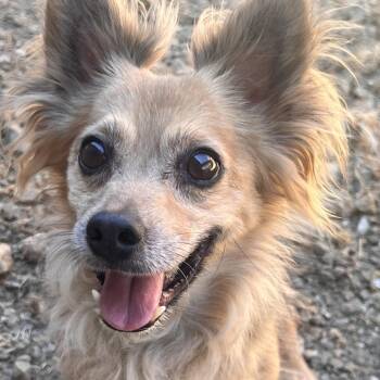 Buster -  Wirehaired Terrier Dog for Adoption in Redwood Valley, California - Buster | PetCurious