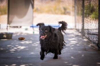 Teddy -  Spaniel Dog Available for Adoption in Twentynine Palms, California - Teddy | PetCurious