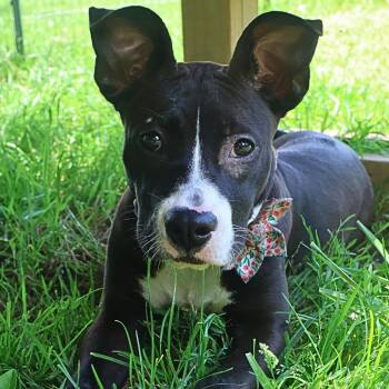 Flamingo -  Terrier Dog for Adoption in South Elgin, Illinois - Flamingo | PetCurious