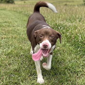 Kirby -  Border Collie and Mixed Breed Dog for Adoption in Pittsfield, Illinois - Kirby | PetCurious