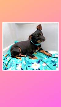 Molly -  Miniature Pinscher and Mixed Breed Dog Available for Adoption in Lake Geneva, Wisconsin - Molly | PetCurious