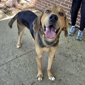 Coonhound Dogs Available for Adoption in Waterloo, Iowa - Rhett | PetCurious