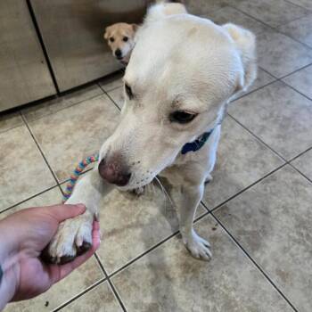 Phoenix -  Shepherd Dog for Adoption in Calimesa, California - Phoenix | PetCurious